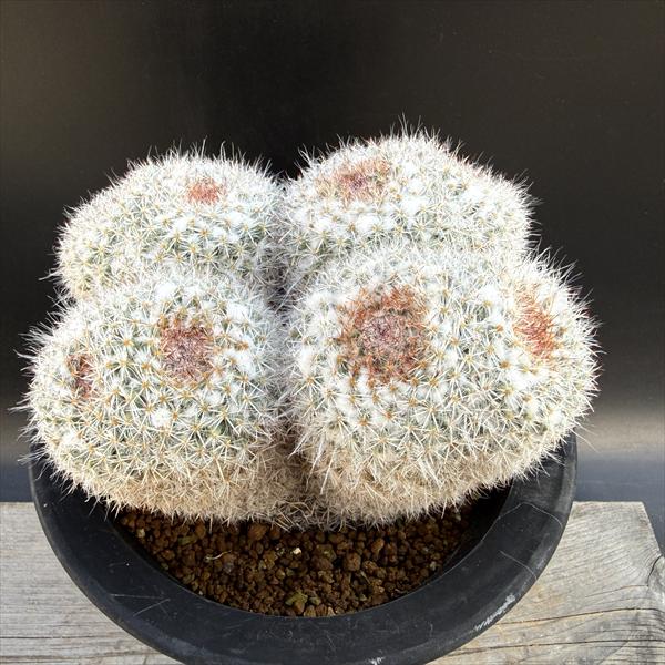 楽天市場】サボテン：ゲオヒントニア メキシカーナ 実生*幅4.5cm