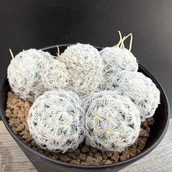 楽天市場】サボテン：マミラリア 白竜丸 群生*幅50cm 現品！一品限り