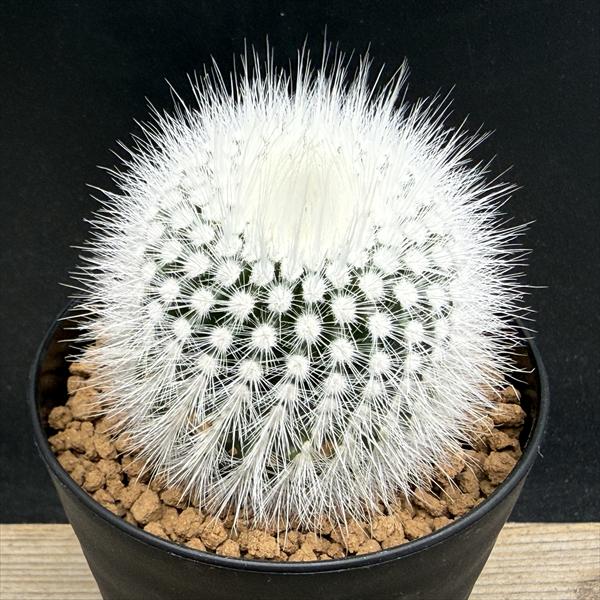 楽天市場】サボテン：メロカクタス クルビスピヌス カエシウス 実生*幅