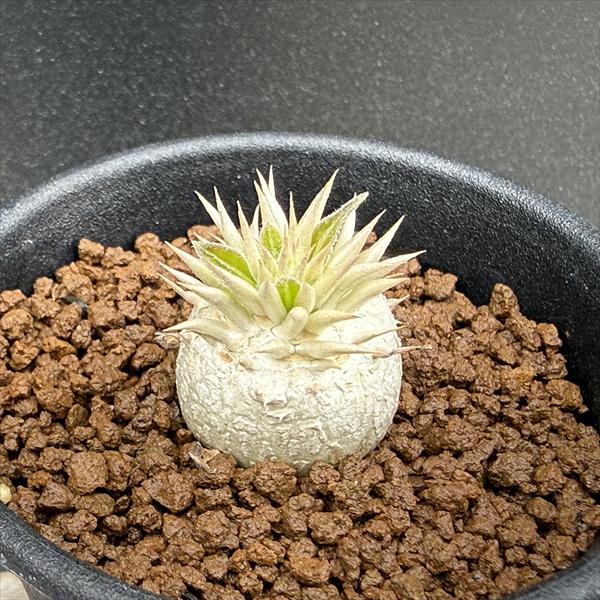 楽天市場】コーデックス：パキポディウム ミニ マカイエンセ 陶器鉢