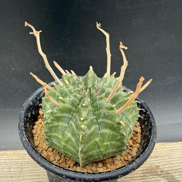 楽天市場】多肉植物：ユーフォルビア シンメトリカ*S 幅4cm : 遊恵盆栽