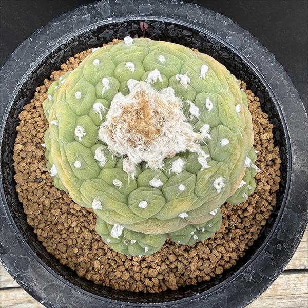 楽天市場】サボテン：ロフォフォラ 谷田貝氏 疣銀冠玉 ツギ*幅12cm