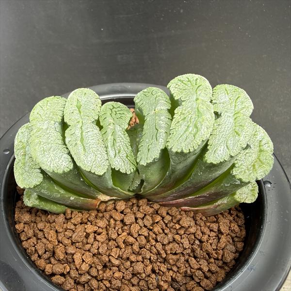 多肉植物：ハオルチア　玉扇　T51*幅9ｃｍ　　現品！一品限り