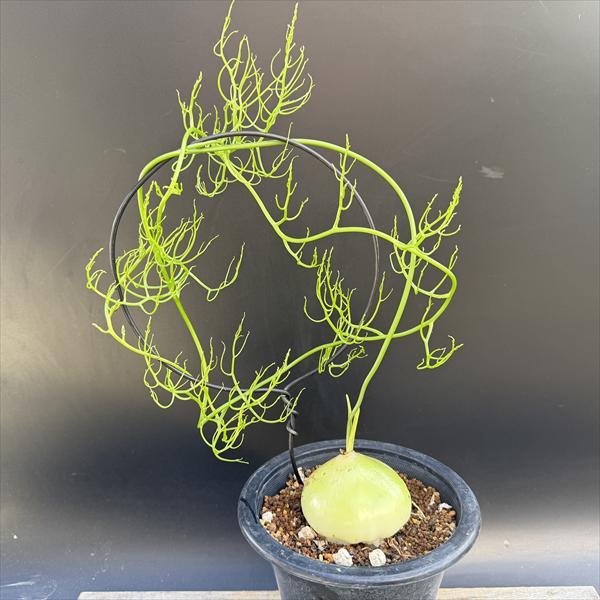 球根植物：蒼角殿（ソウカクデン）*球根幅7cm　現品！一品限り 5,075円