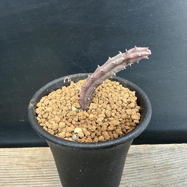 楽天市場】多肉植物：ガガイモ オルベア デュメリ*幅3cm : 遊恵盆栽