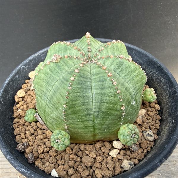 楽天市場】多肉植物：ユーフォルビア シンメトリカ*幅7cm 現品！一品