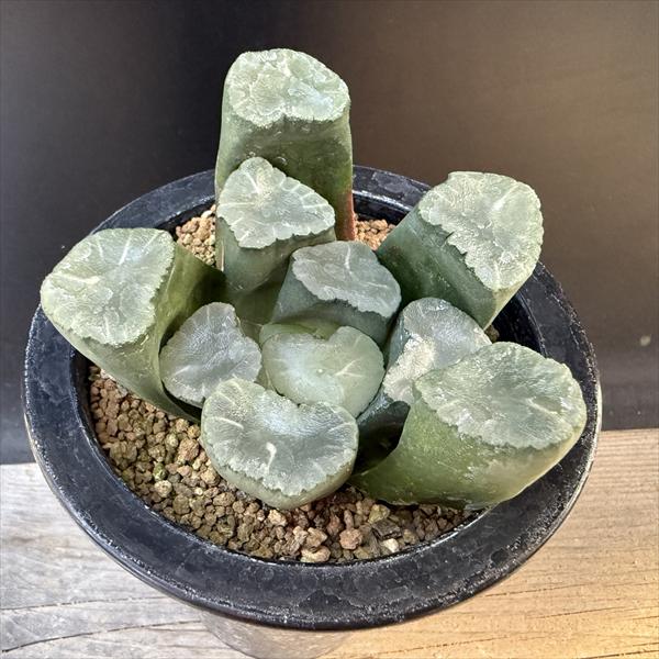 楽天市場】多肉植物：ハオルチア 金子氏 巨大稲妻万象*幅8cm 現品
