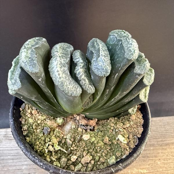 楽天市場】☆特価☆多肉植物：ハオルチア 宝草錦*幅14cm 現品！一品
