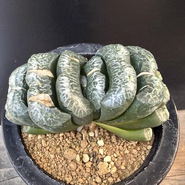 楽天市場】多肉植物：ウェルウィッチア ミラビリス 奇想天外*幅36cm