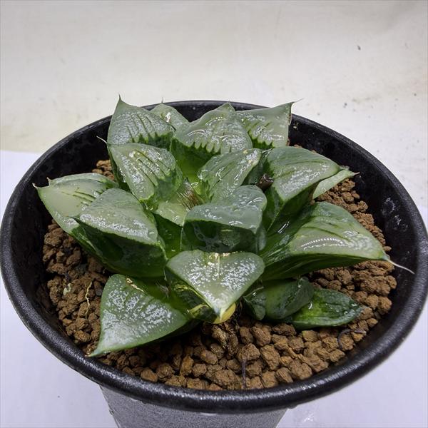 多肉植物：ハオルチア アトロフスカ錦*幅8ｃｍ　現品！一品限り