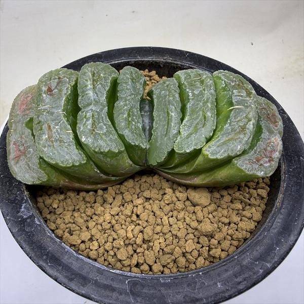 多肉植物:ハオルチア 玉扇 半野氏 緑島*幅10.5cm *現品!一品限り|遊恵盆栽 店