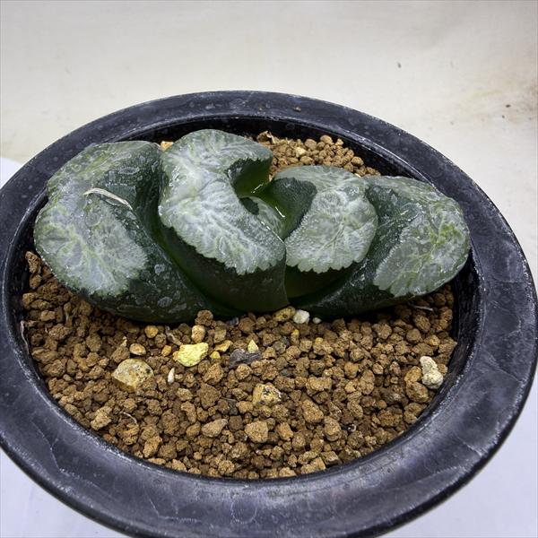 楽天市場】多肉植物：ハオルチア 鮮明黄色斑 コレクタ錦*幅6.5cm