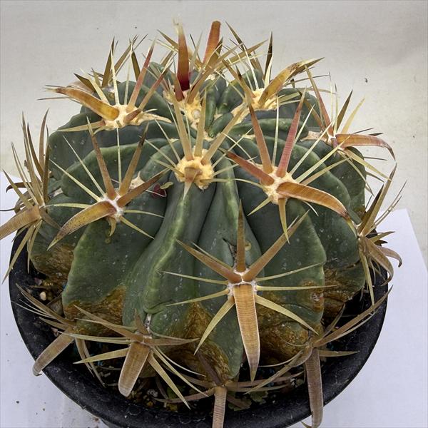 楽天市場】サボテン：フェロカクタス 神仙玉 南方形*幅16cm 現品