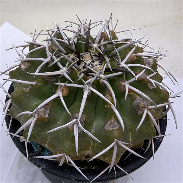 楽天市場】サボテン：ペディオカクタス 飛鳥 ツギ*幅7.5cm 現品！一品