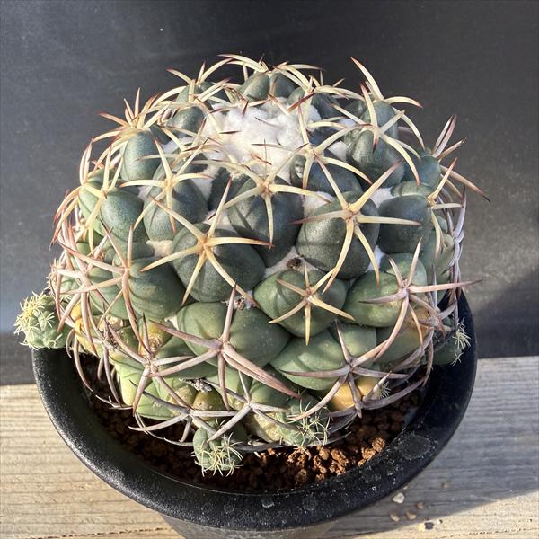 楽天市場】サボテン：コピアポア コルムナアルバ 孤竜丸（こりゅうまる