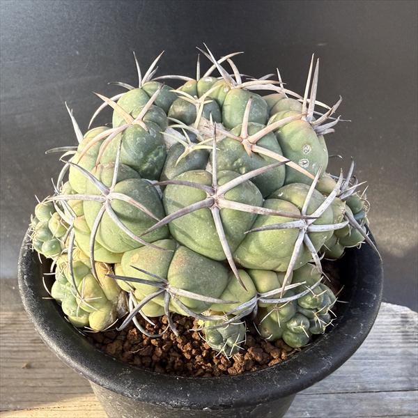 楽天市場】サボテン：コピアポア コルムナアルバ 孤竜丸（こりゅうまる