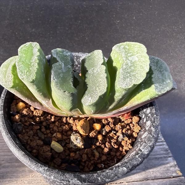 楽天市場】多肉植物：ハオルチア 玉扇 美白線巨大マグニフィカ 徳田