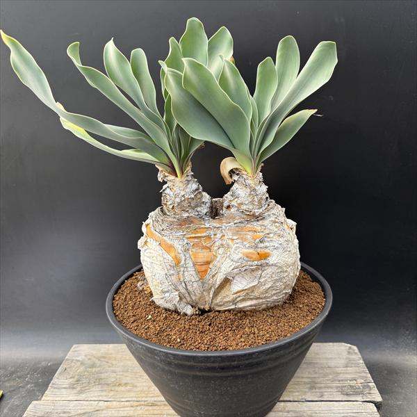 楽天市場】☆特価☆コーデックス：ブーファン ハエマンソイデス ダブル