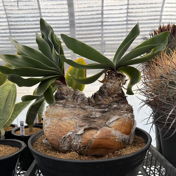 楽天市場】☆特価☆コーデックス：ブーファン ハエマンソイデス 発根済