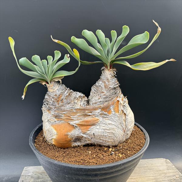 楽天市場】☆特価☆コーデックス：ブーファン ハエマンソイデス 発根済