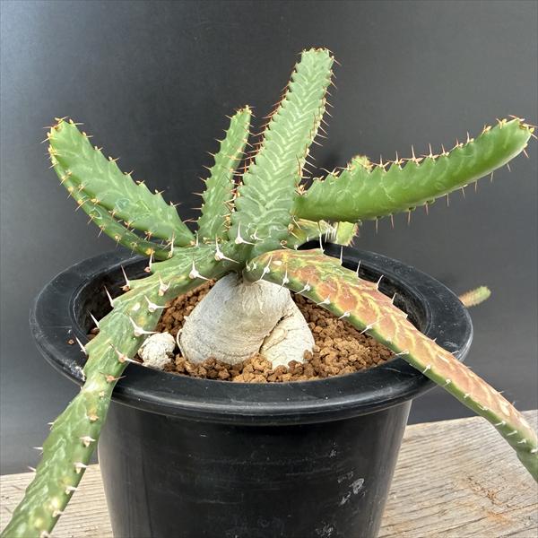 楽天市場】コーデックス：ユーフォルビア デカリー*L 葉幅13cm