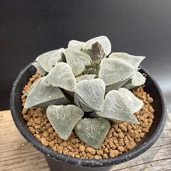 多肉植物：ハオルチア 大工氏　大型ダルマピグマエア*幅7.5ｃｍ　現品！一品限り