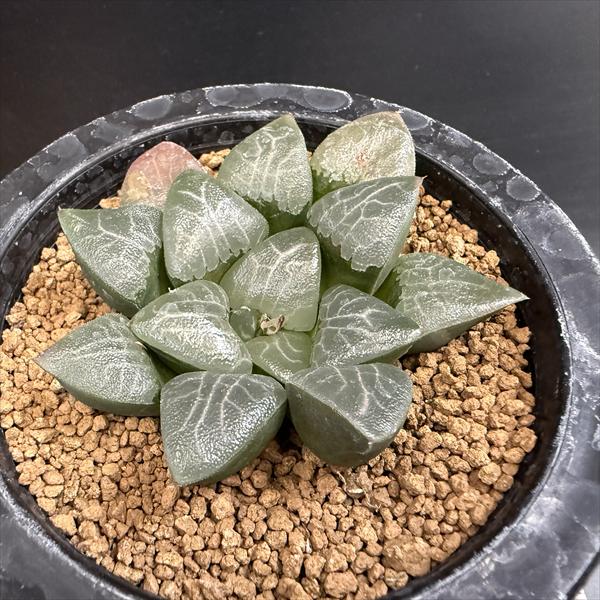 楽天市場】多肉植物：ハオルチア 鮮明黄色斑 コレクタ錦*幅6.5cm