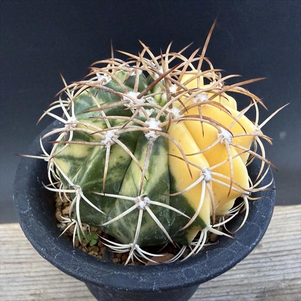 楽天市場】☆特価☆サボテン：メロカクタス 巌雲*幅18cm 現品！一品