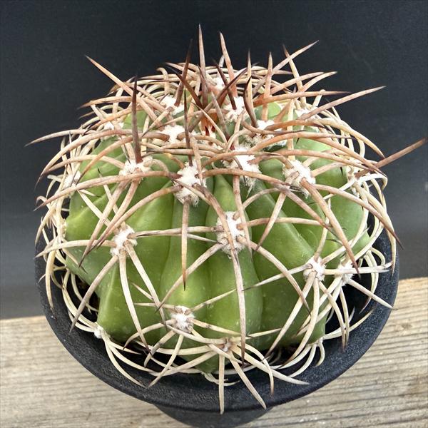 楽天市場】サボテン：メロカクタス 層雲錦*幅4.5cm 現品！一品限り