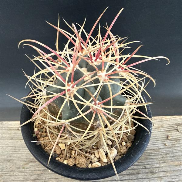 楽天市場】サボテン：フェロカクタス 神仙玉 南方形*幅16cm 現品