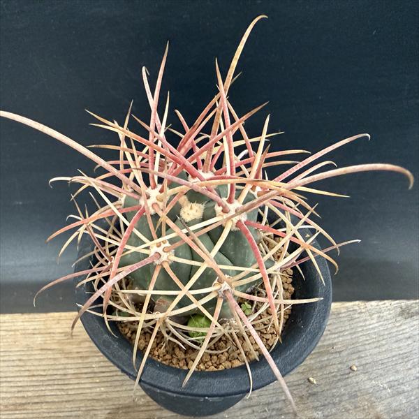 楽天市場】サボテン：フェロカクタス 金冠竜*幅4cm ☆赤松実生