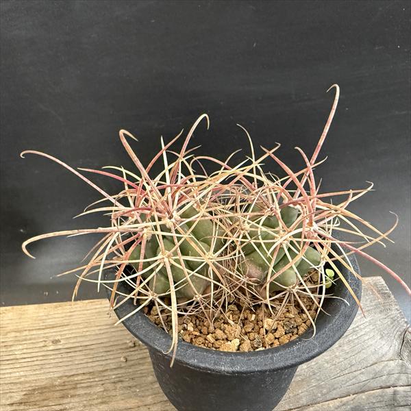 楽天市場】サボテン：アリオカルプス ゴジラ*幅3cm 現品！一品限り