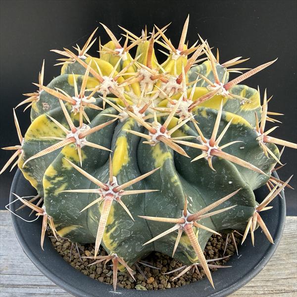 楽天市場】サボテン：ホマロケファラ 綾波 実生*M 幅4.5cm : 遊恵