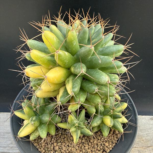 楽天市場】サボテン：トリコケレウス 羅漢丸 自根*幅17cm 現品！一品