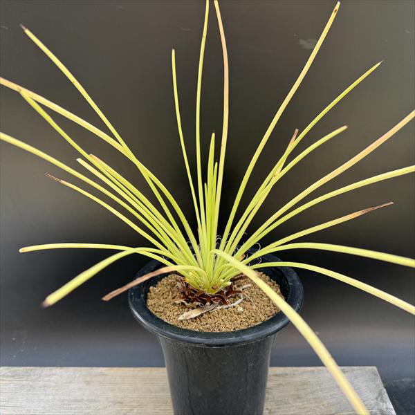 楽天市場】多肉植物：アガベ ホリダ錦*幅33cm 現品！一品限り : 遊恵