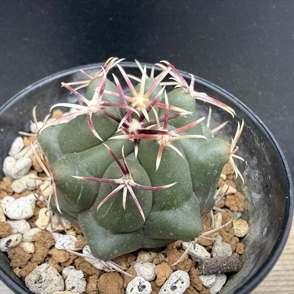 楽天市場】サボテン：メロカクタス 飛雲錦*幅2.7cm 現品！一品限り