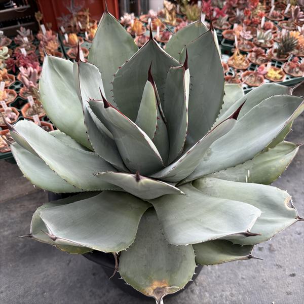 楽天市場】多肉植物：アガベ フレキスピナ（パリー・トルンカータ）*幅 