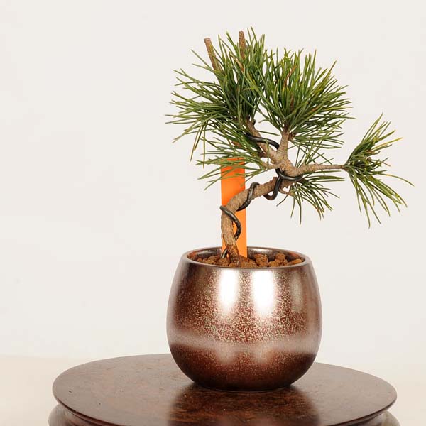盆栽:五葉松* 現品 一点物 ごようまつ ゴヨウマツ Goyoumatsu bonsai ミニ盆栽