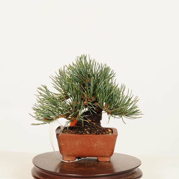 盆栽 特選:五葉松* 一点物 現品 ごようまつ ゴヨウマツ Goyoumatsu bonsai ミニ盆栽|遊恵盆栽 店