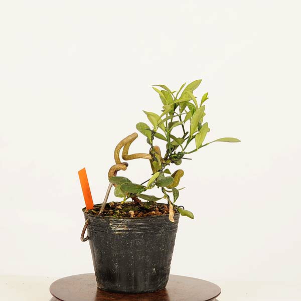盆栽素材苗：キンズ　現品*一点物 金豆・きんず　kinzu bonsai 小品盆栽｜遊恵盆栽　店