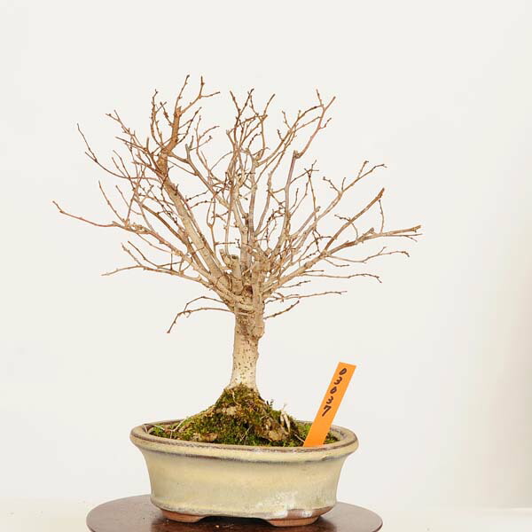 盆栽：欅(けやき)　現品*ケヤキ Zelkova serrata　Keyaki bonsai 小品盆栽｜遊恵盆栽　店