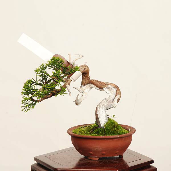 盆栽:特選糸魚川真柏 現品* しんぱく シンパク Sabina chinesis Shinpaku bonsai ミニ盆栽|遊恵盆栽 店