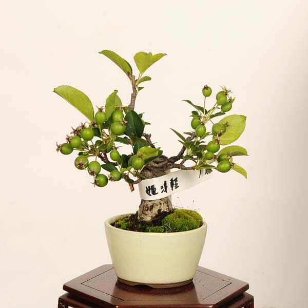 盆栽：姫津軽林檎（りんご・リンゴ）*現品　一点物 Malus domestica　ringo bonsai小品盆栽｜遊恵盆栽　店