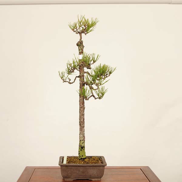 盆栽 ：三河黒松*　現品 一点物 くろまつ　クロマツ　Kuromatsu bonsai 中品盆栽｜遊恵盆栽　店