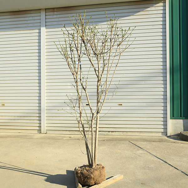 特選庭木・植木：マユミ（まゆみ）真弓　ピンク　樹高150ｃｍ 現品限り　小さな雄木もセットでついてきます。　佐川急便
