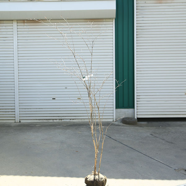 庭木　植木：ウグイスカグラ　花色不明　山採り品　樹高180ｃｍ*現品限り！　鶯神楽　佐川急便