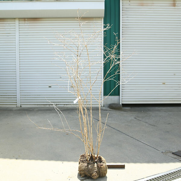 庭木　植木：ウグイスカグラ　赤花　山採り品　樹高160ｃｍ*現品限り！　鶯神楽　佐川急便