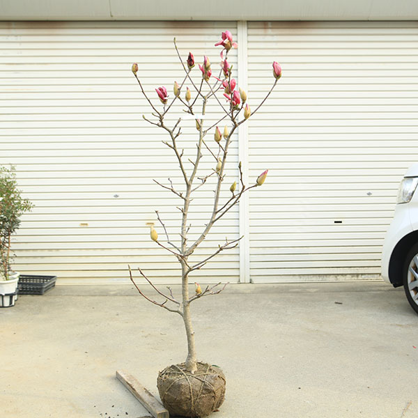 庭木・植木：ニシキモクレン（錦木蓮）錦モクレン　現品限り　樹高約130ｃｍ　*　マグノリア　　佐川急便 10,164円