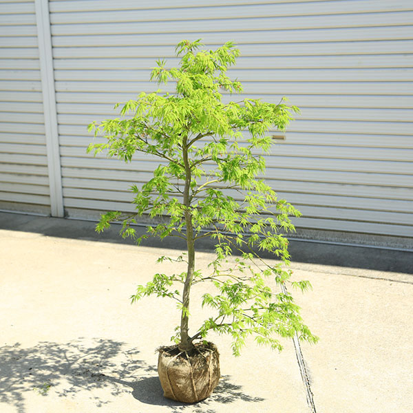 庭木：青しだれもみじ(枝垂れ紅葉)　 樹高100ｃｍ　佐川急便発送　当店お任せ品