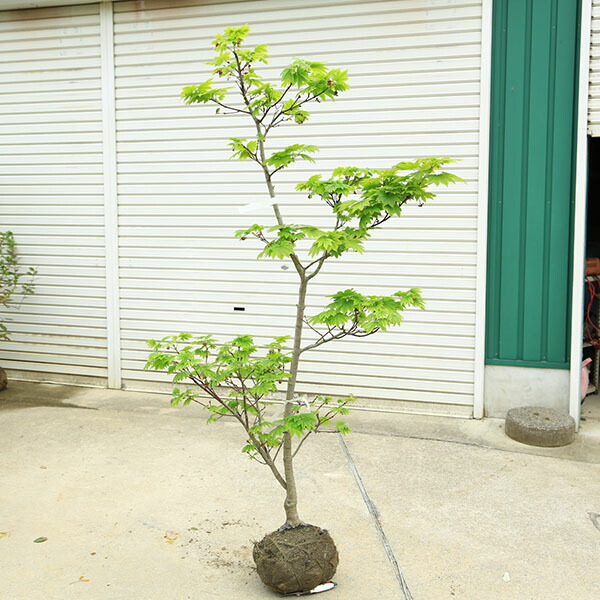 特撰庭木・植木：イタヤもみじ（青板屋モミジ）イタヤカエデ 槭樹 現品区分け 佐川急便送りとどける